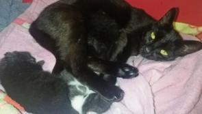 Animals In Need: Safeguard your pet against thieves