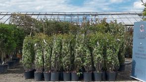 Gardening: Back at it with a bang as the seasons change