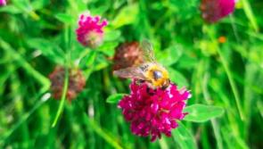  Wildlife Watch: Could you spot a fake flying teddy bear?