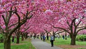 Gardening: Choose trees to add magical light and shade to your garden