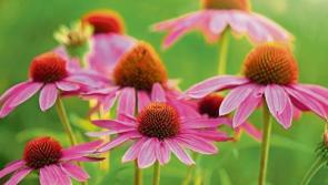Gardening column: September blooms to brighten up your outside space
