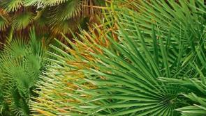 In The Garden: Palms spring at the nursery