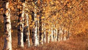 Gardening with Jo: Trees for a reason this season