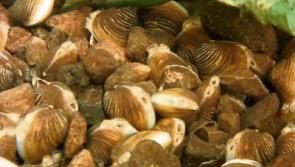 Public meeting to discuss Lanesboro Asian clam crisis