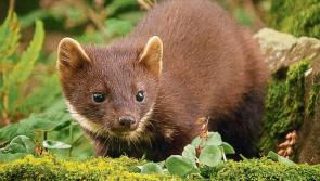 Watch | Dramatic footage of pine marten attempting to gain entry to a home in Longford