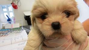 Longford ISPCA seek homes for pups seized at Scottish port