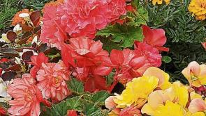 Closing date looms for garden contest