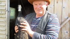 Co Longford's best known drake dies at the age of 15