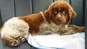 Sad end to search for Longford créche pup