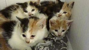 Kitten and cat crisis for Longford SPCA