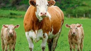 'Serious competition issues' must be addressed to aid Longford farmers