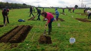 Longford winners galore at national ploughing