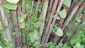 Shock over Japanese Knotweed epidemic