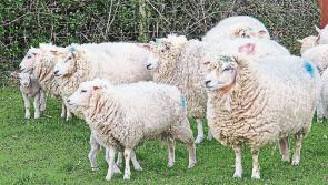 Longford Leader Farming: Eight sheep killed by dogs in Mohill