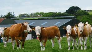 Longford farmers warned as ICSA chief says sustainable downsizing may be needed