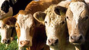 Longford Leader Farming: Live exports trade vital for our €3bn livestock sector  