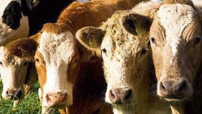Longford farmers advised to 'dig their heels in'