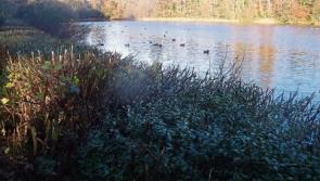 Leitrim Ice Breakers Christmas swims