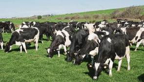 Milk pricing model not working for young Longford farmers