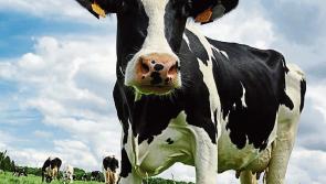 Longford IFA chief slams department over Livestock Valuation Scheme