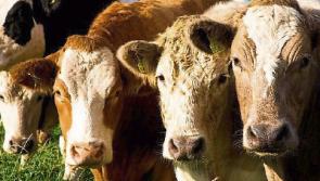 Longford farmers advised to meet deadlines