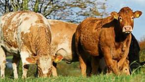Longford beef plan elect new county executives at recent meeting