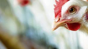 Department urges all poultry owners including backyard flock owners to be vigilant of Avian Influenza (AI)