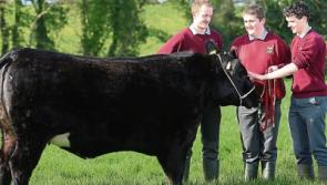Ballymahon students in calf-rearing All-Ireland final