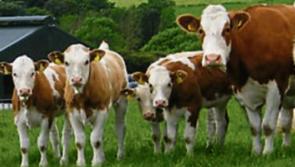 CAP's  'economic and social' impact on rural Ireland