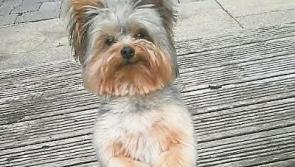Reward offered for safe return of Longford town Yorkshire Terrier