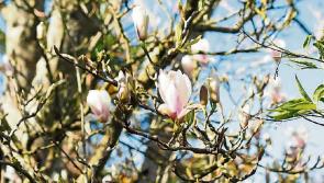 Garden Workshop at Ardagh Eco Gardens