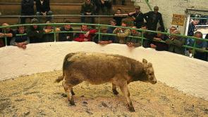Buyers  to return to Longford mart rings
