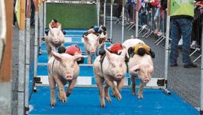 Pig racing event to raise Longford Festival funds