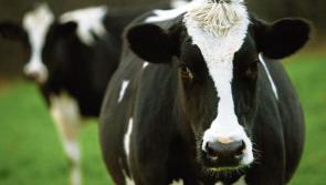 Lakeland Dairies reports annual revenues of €769.8m