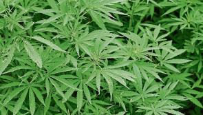 RECALL ALERT: CBD oils removed from shops due to presence of unauthorised novel food