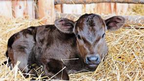 Midlands farmer to host CalfCare event