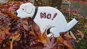 Dog fouling at Melview NS must be tackled, says Longford councillor