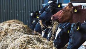 Longford IFA encourages suckler farmers to apply for new BEEP scheme payment