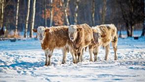 ICMSA advise Longford farmers to consider bringing in young stock as extreme cold snap forecast