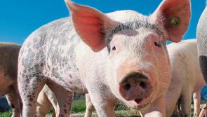Longford Leader Farming: Without funding the pig industry will be history 