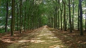 Longford Leader Farming: All you need to know about forestry
