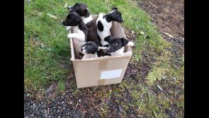 Shocking discovery in Longford as five puppies discarded and abandoned in cardboard box
