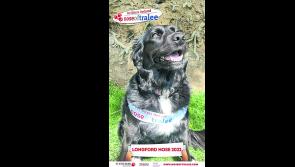 Longford dog owners hoping to secure ‘Nose of Tralee’ title