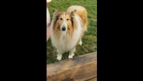 Worried Longford family in appeal for information to help find much loved pet Nelson
