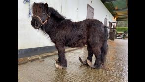 Pony with severely overgrown hooves cared for in Longford as midlands man fined for animal cruelty