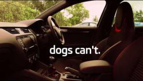 Video: How to keep your pets safe in the car