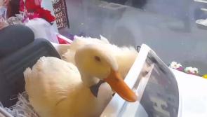 Video: Longford lovebirds snuggle up for Valentine's Day