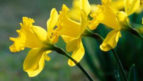 €15,640 raised in county Longford on Daffodil Day