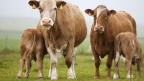 Longford Leader Farming: Increase in TAMS age limit recognises women in farming