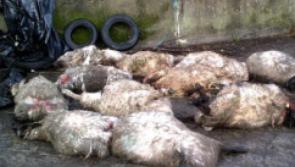 Longford IFA warns of dangers of marauding dogs inflicting  horrendous damage on sheep flocks